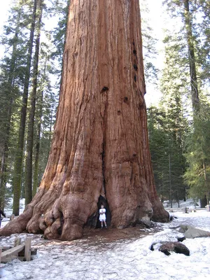 Sequoia — ranked #22
