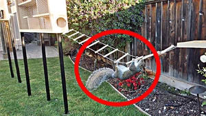 Backyard Squirrel Maze 1.0 — What is Mark Rober's best video?