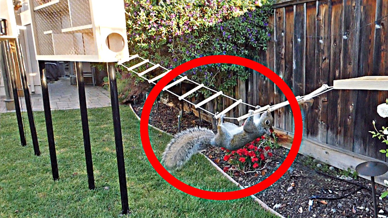 Backyard Squirrel Maze 1.0 — What is Mark Rober's best video?