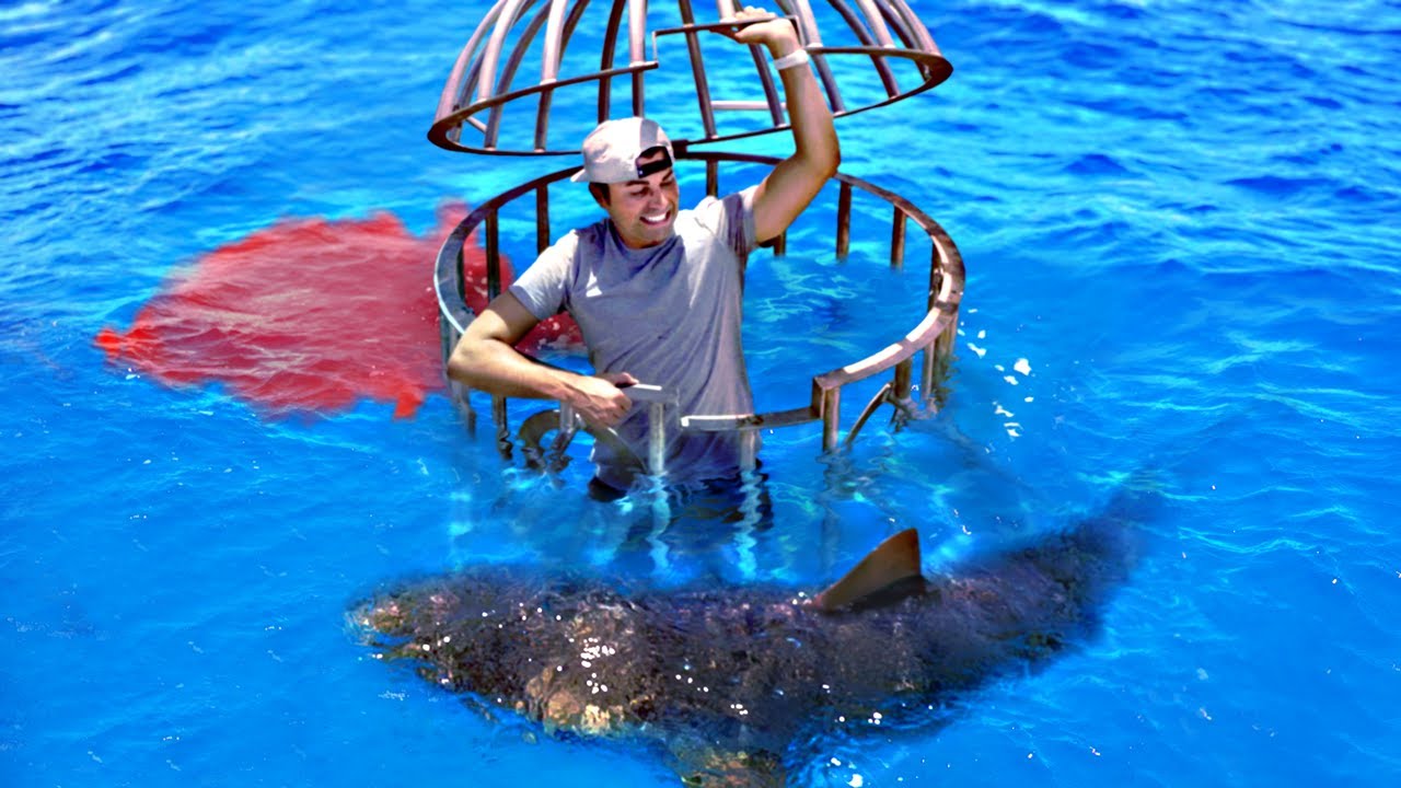 Shark Attack Test: Human vs. Fish Blood — ranked #11