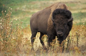 American Bison — ranked #7