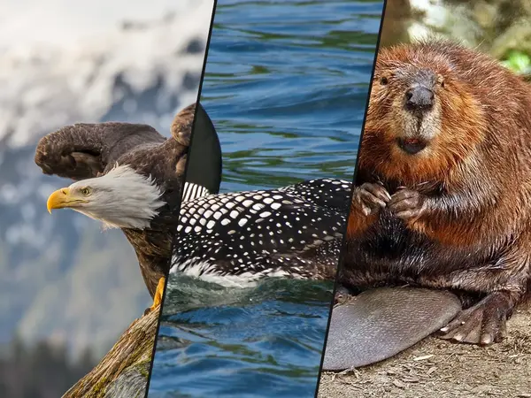 What is the best animal on a coin or banknote?