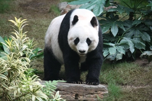 Giant Panda — ranked #6