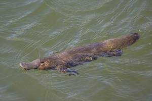 Platypus — ranked #8