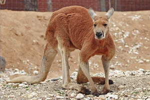 Red Kangaroo — ranked #4