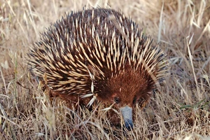 Short-beaked Echidna — ranked #11