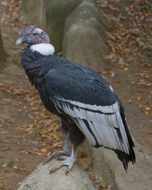 Andean Condor — ranked #7