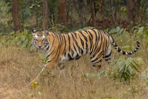 Bengal Tiger — ranked #5