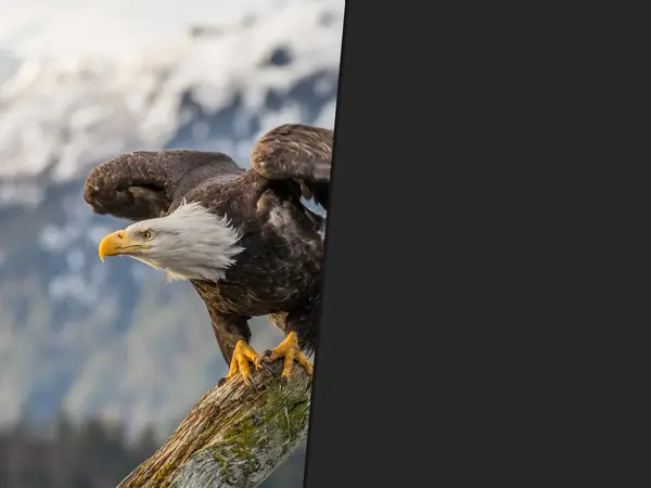 What is the best animal on a national coat of arms?