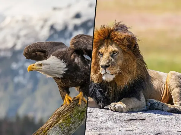 What is the best animal on a national coat of arms?