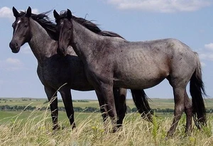 Horse — ranked #12
