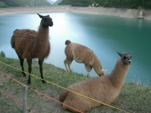 Llama — ranked #8