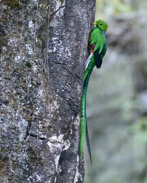 Resplendent Quetzal — ranked #13