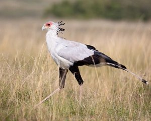 Secretarybird — ranked #11