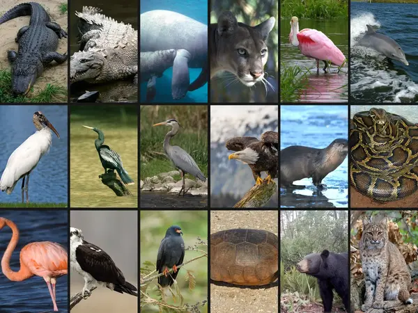 What is the best animal to see in the Everglades?