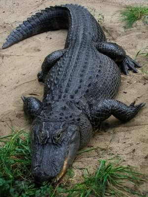 American Alligator — ranked #5