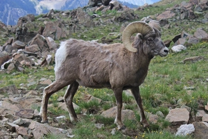 Bighorn Sheep — ranked #14