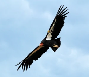 California Condor — ranked #7