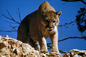 Cougar — ranked #9