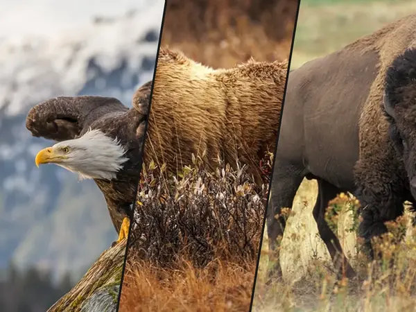What is the best animal to see in the wild in the United States?