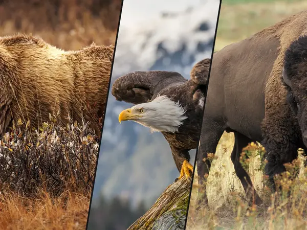 What is the best animal to see in the wild in the United States?
