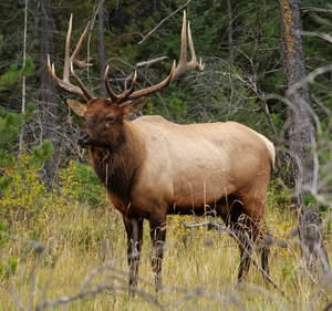 Elk — ranked #15