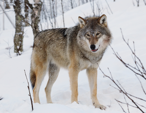Gray Wolf — ranked #13