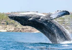 Humpback Whale — ranked #4