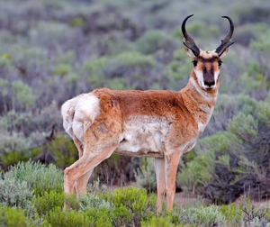 Pronghorn — ranked #6