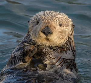 Sea Otter — ranked #8