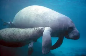 West Indian Manatee — ranked #11