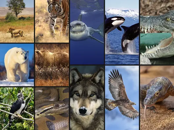 What is the best apex predator?