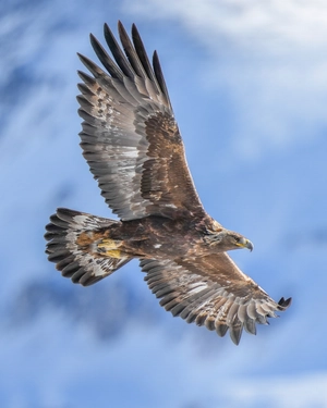 Golden Eagle — ranked #9
