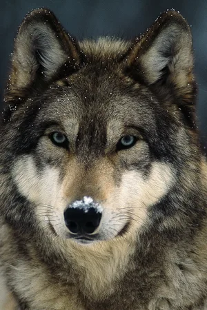 Gray Wolf — ranked #8
