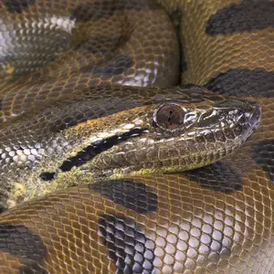 Green Anaconda — ranked #12