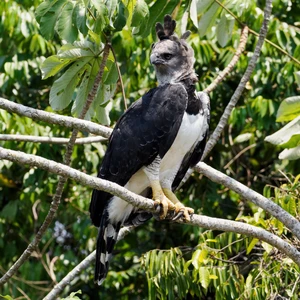 Harpy Eagle — ranked #11