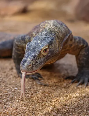 Komodo Dragon — ranked #10