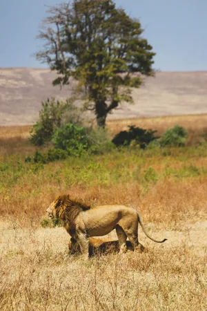 Lion — ranked #1
