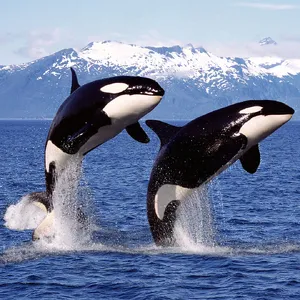 Orca — ranked #4