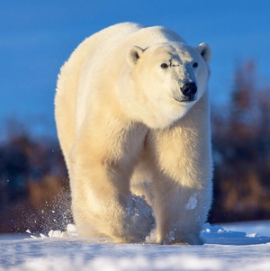 Polar Bear — ranked #6