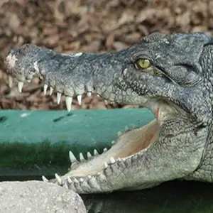 Saltwater Crocodile — ranked #5