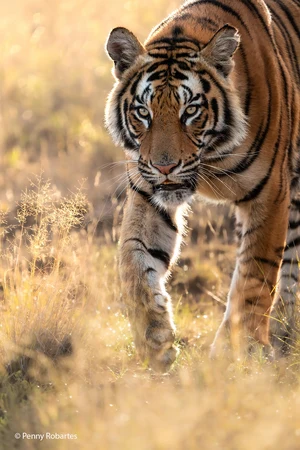 Tiger — ranked #2