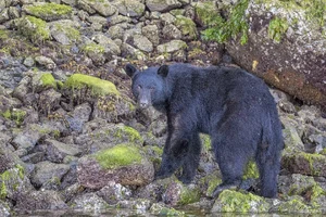 American Black Bear — ranked #8
