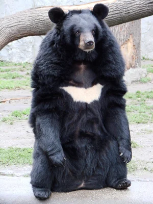 Asiatic Black Bear — ranked #4