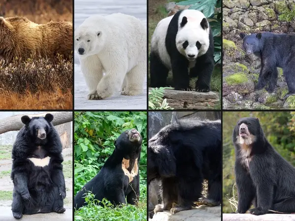 What is the best bear species?