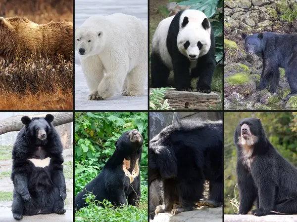 What is the best bear species?