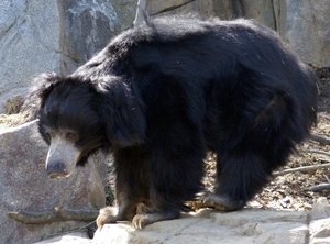 Sloth Bear — ranked #5