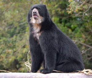 Spectacled Bear — ranked #6
