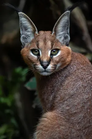 Caracal — ranked #10