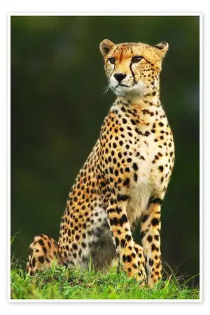 Cheetah — ranked #5